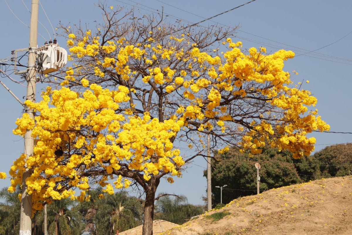 Serão distribuídas 200 mudas de ipê-amarelo no encontro