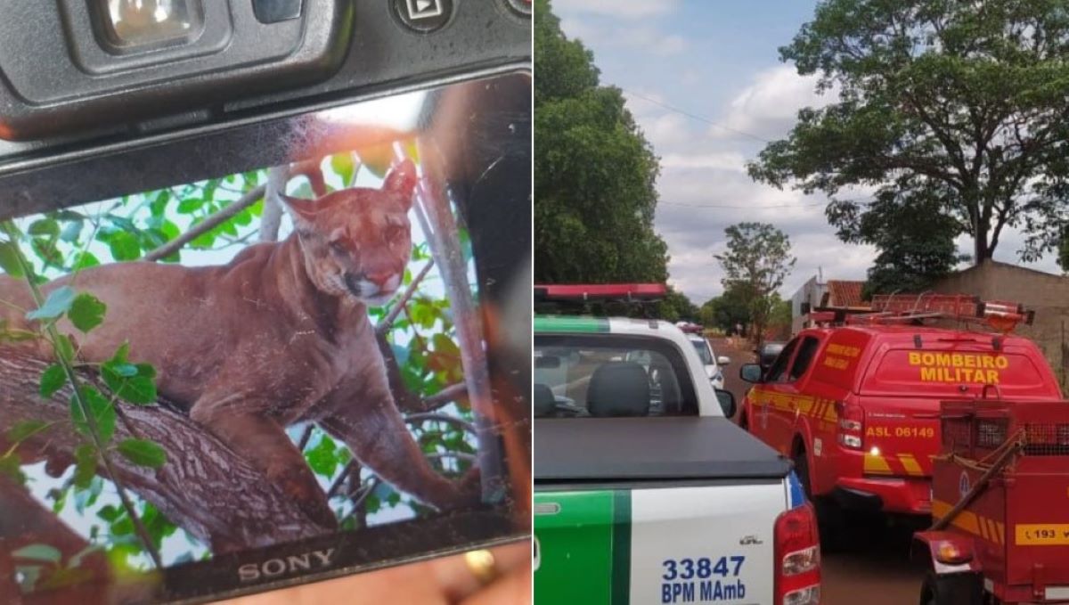 Saga para resgate de onça em quintal já dura mais de 24 horas