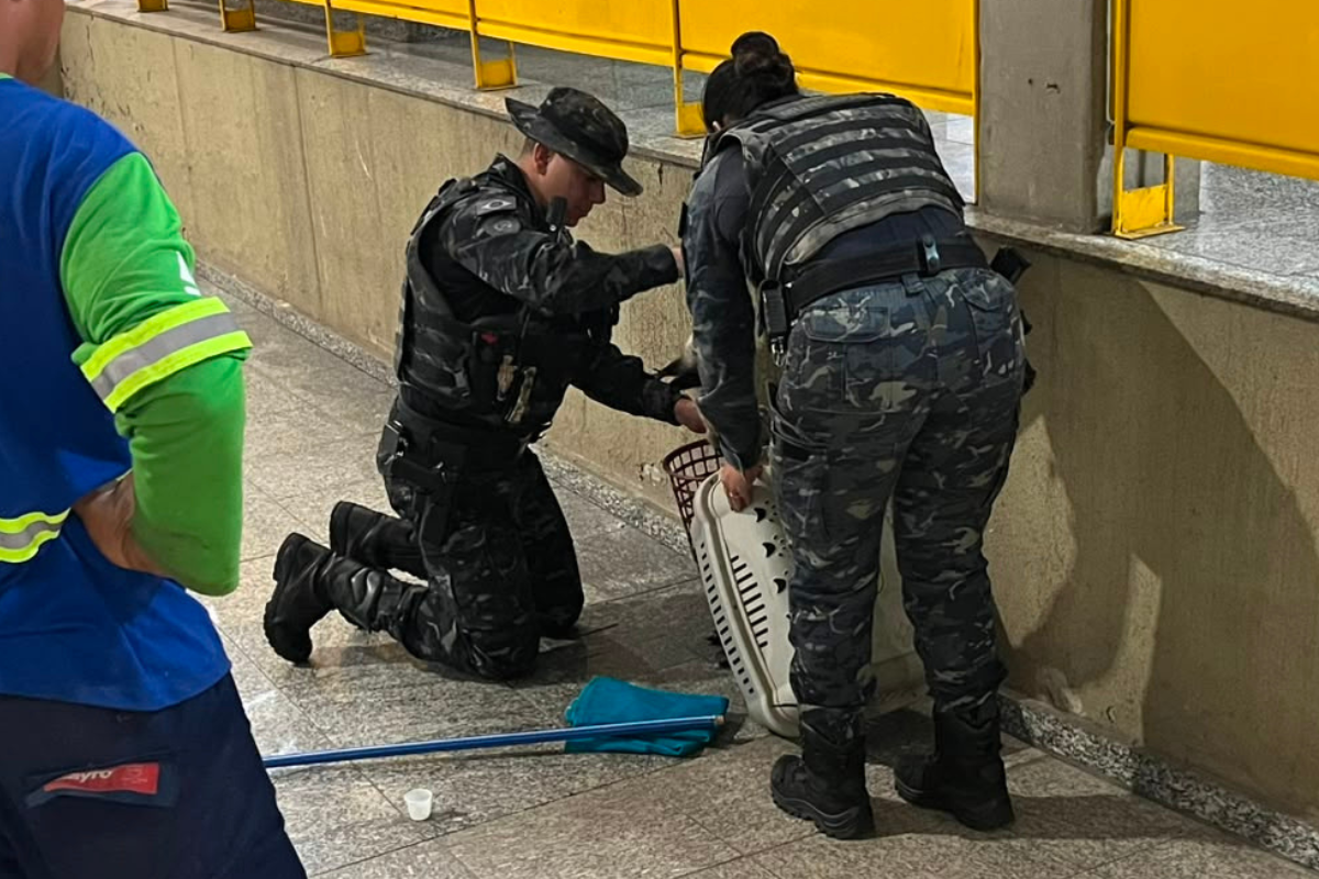 Saruê, também conhecido como gambá-de-orelha-preta