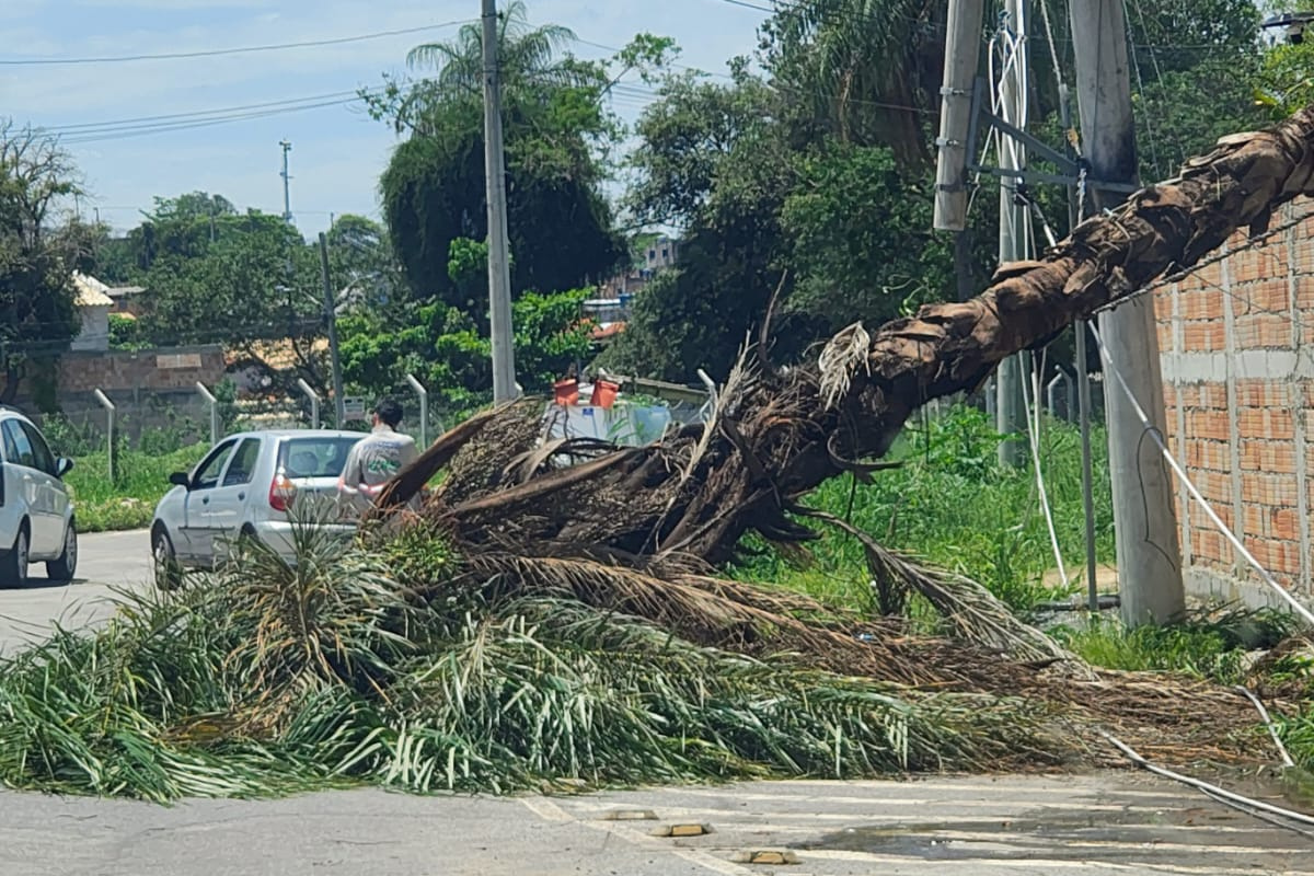 Segundo moradores, árvore já estava levemente tombada há algum tempo