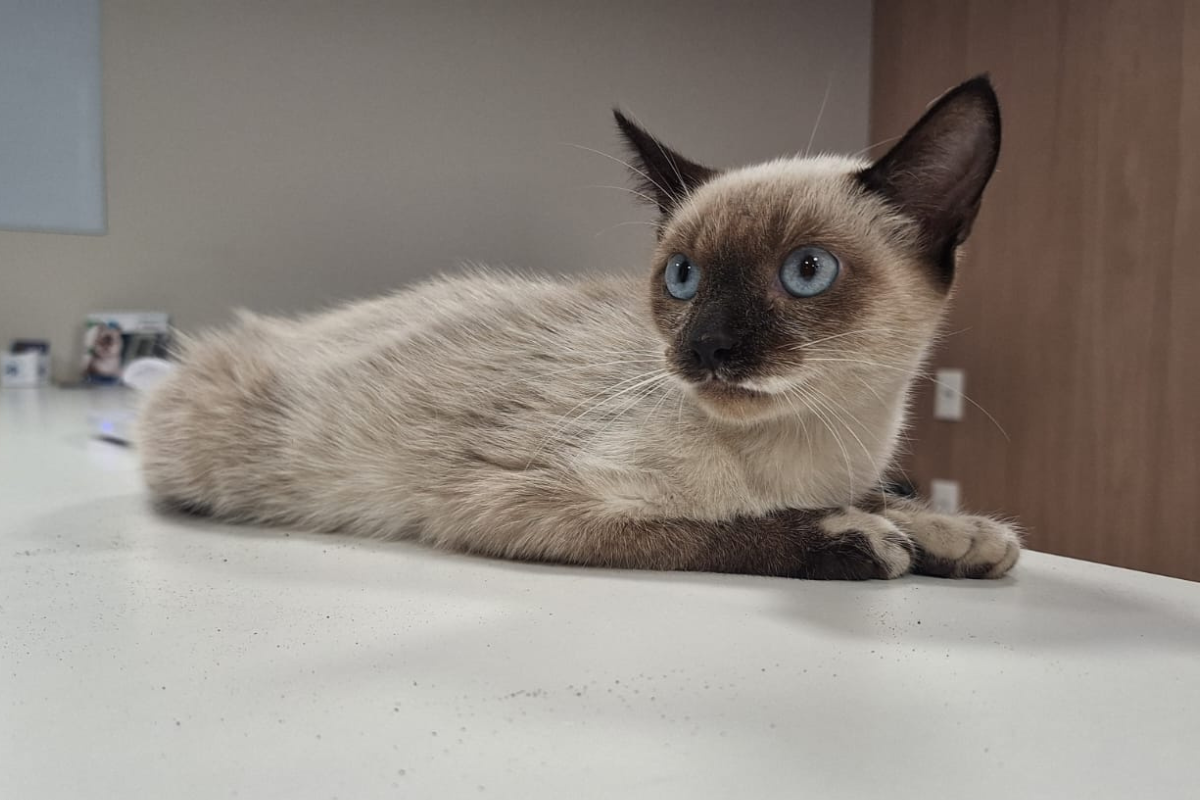 Protetor procura lar temporário onde Nandinha possa se recuperar depois da cirurgia