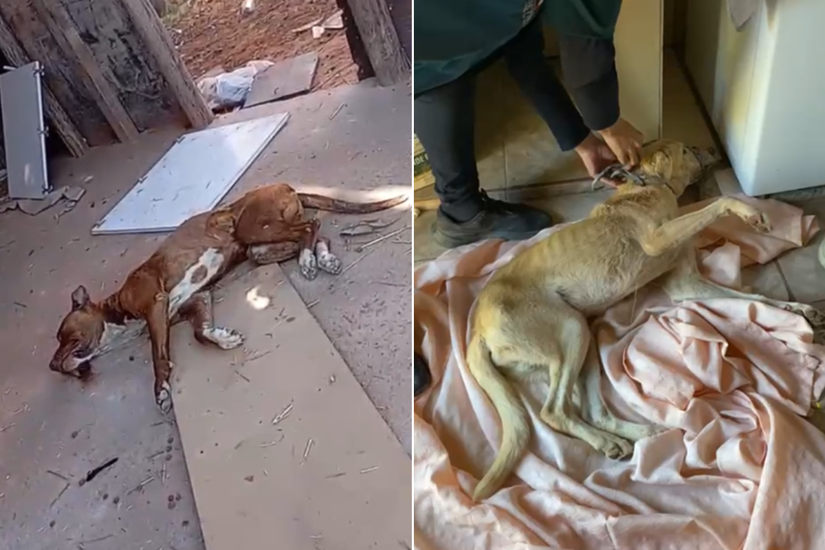 Pit-bull (à esquerda) foi resgatado em estado gravíssimo; e cão sem raça definida apresenta quadro grave