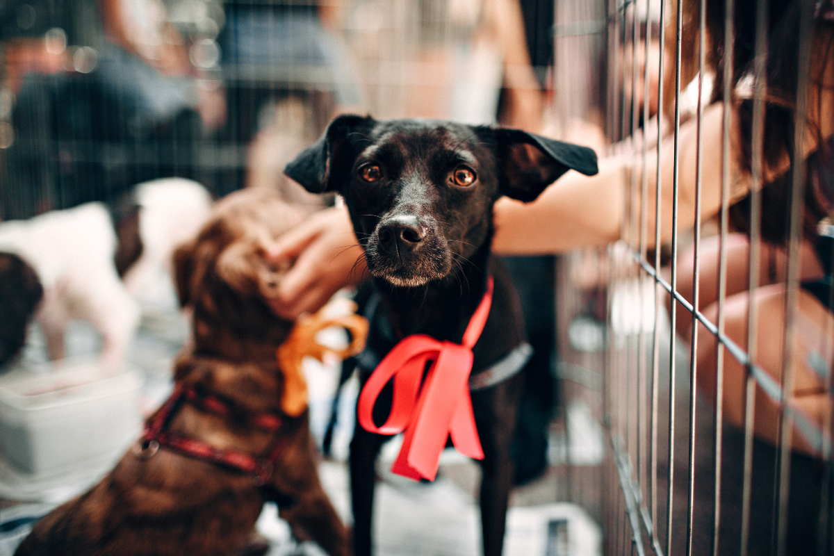 Iniciativa terá evento de adoção de cães e gatos