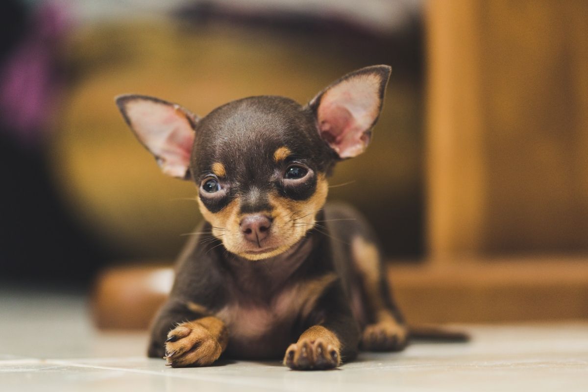 Com fama de brabos e mordedores de calcanhares, pinschers são raça adorada por muitos