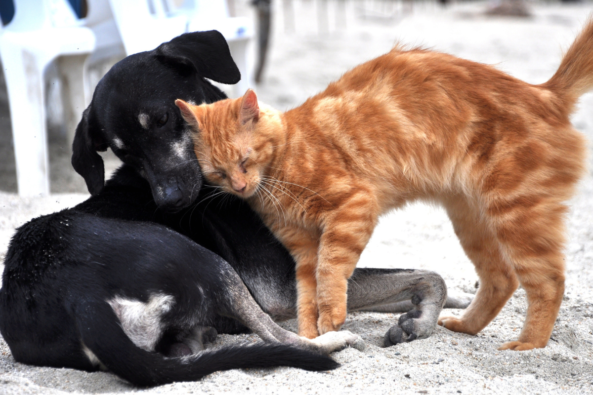 Animais disponíveis para adoção já estão vermifugados, vacinados e microchipados