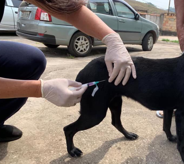Até o momento, foram aplicadas 10.109 doses (8.672 cães e 1.437 gatos), e a expectativa é imunizar cerca de 40 mil animais residentes no município