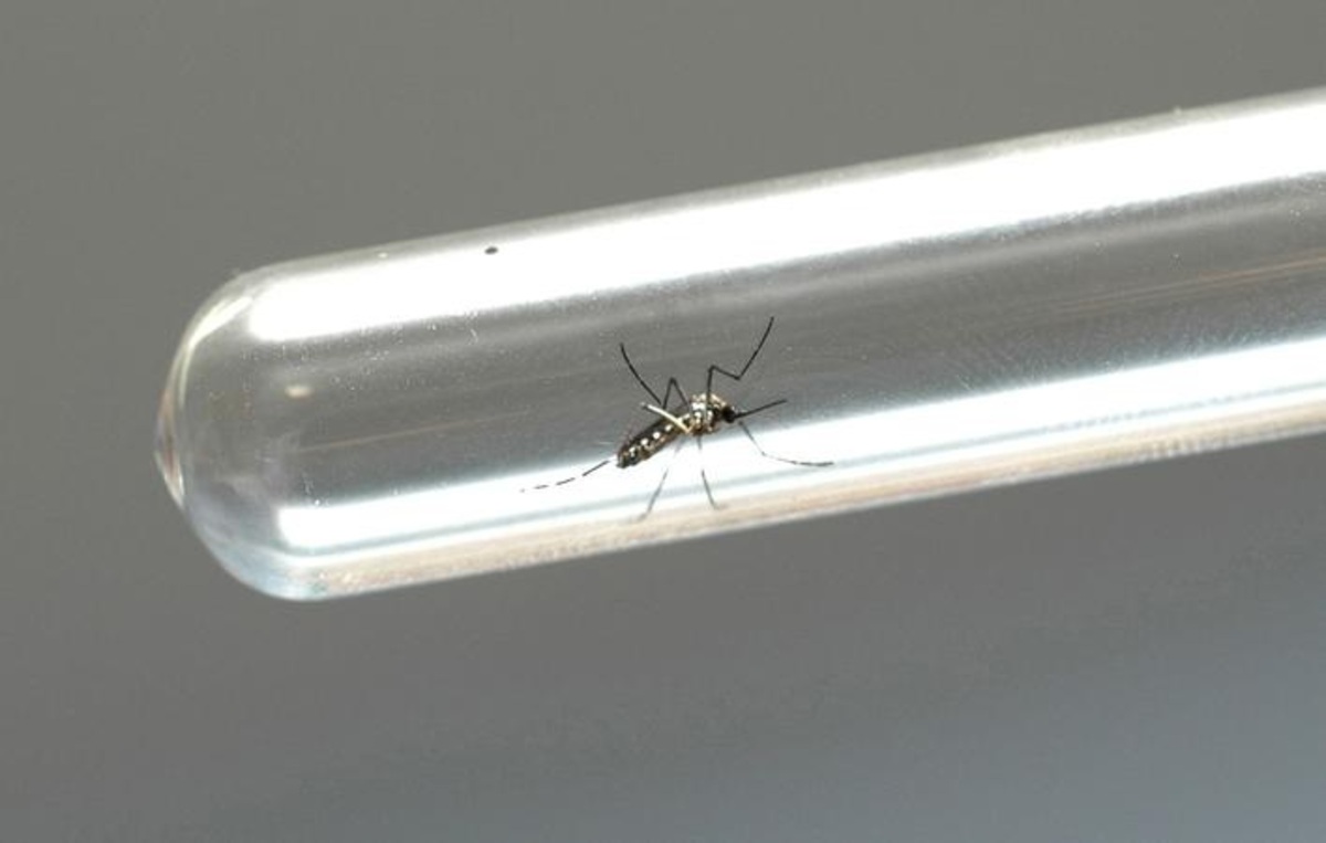 Tempo Bom de combate à Dengue -  Foto: Venilton Kuchler/ANPr