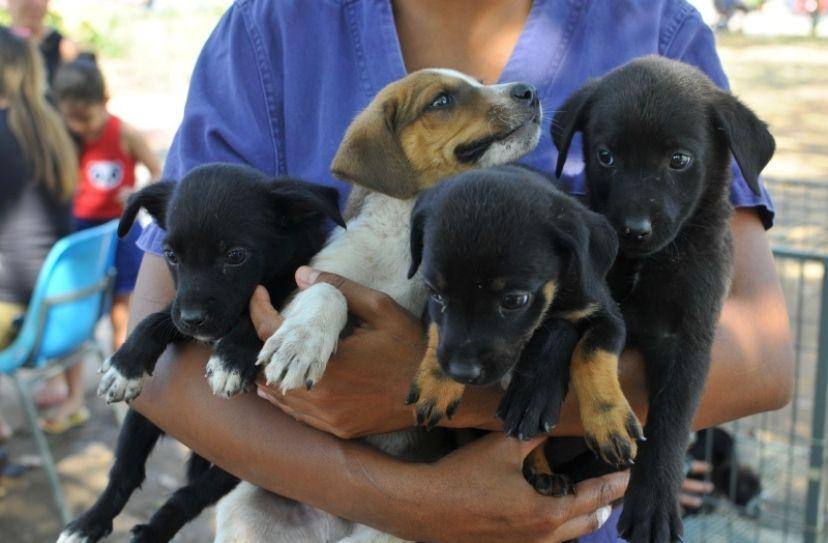 Animais disponíveis para adoção responsável em Betim
