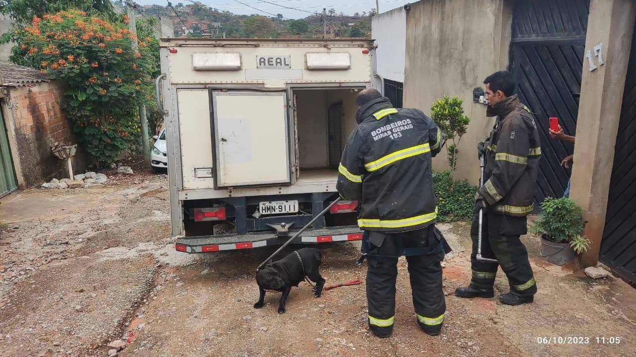 Animais foram recolhidos da casa onde os ataques aconteceram nesta semana