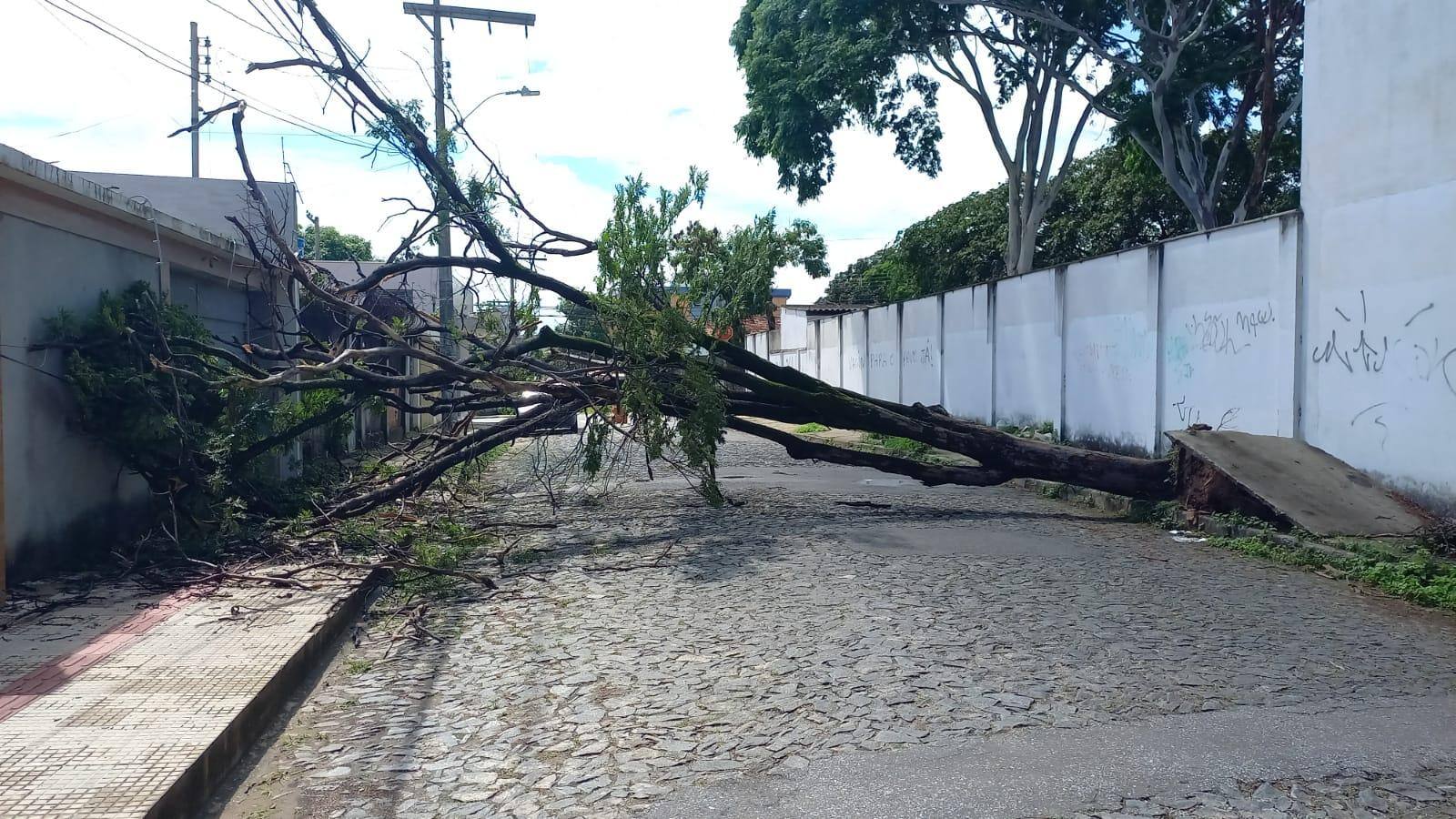 Árvore bloqueou a via por completo
