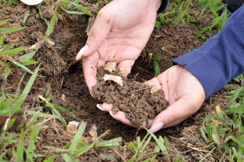 As ações fazem parte da campanha Junho Verde, que reforça cuidados com o meio ambiente.