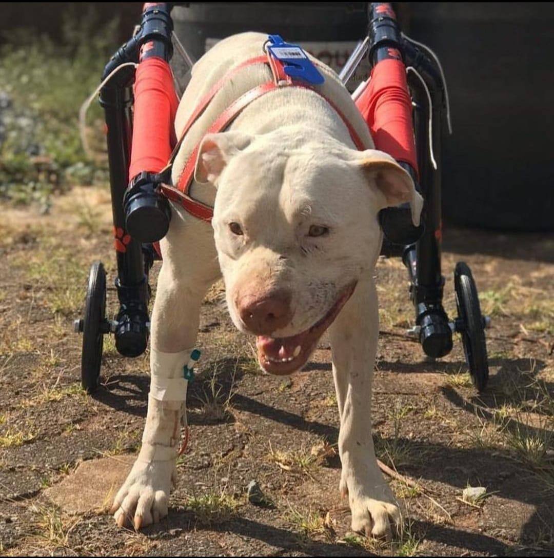 Sansão se tornou símbolo ao dar nome a uma lei federal que aumenta a punição para quem maltratar cães e gatos
