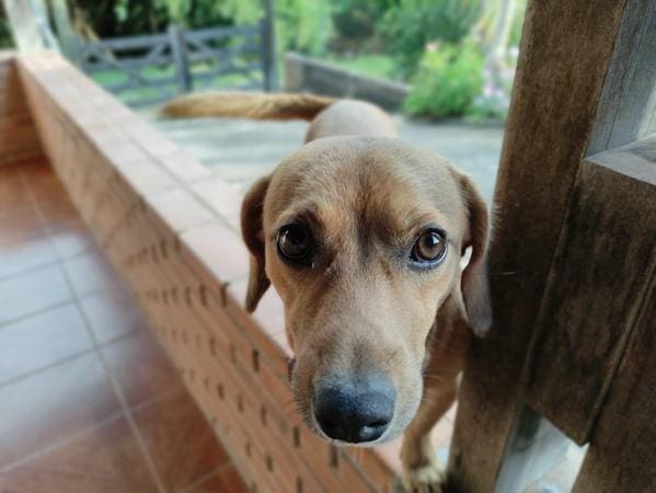 Cerca de 20 animais estarão disponíveis