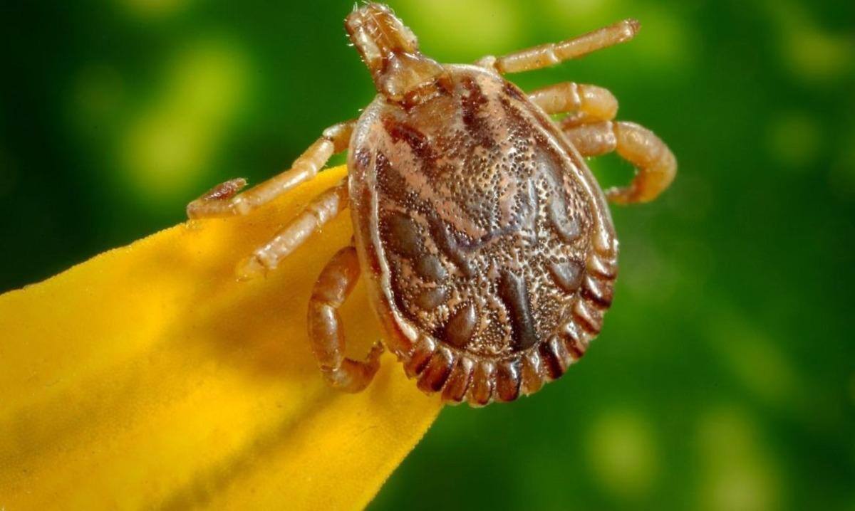 Bactéria Rickettsia fica armazenada no corpo do carrapato-estrela