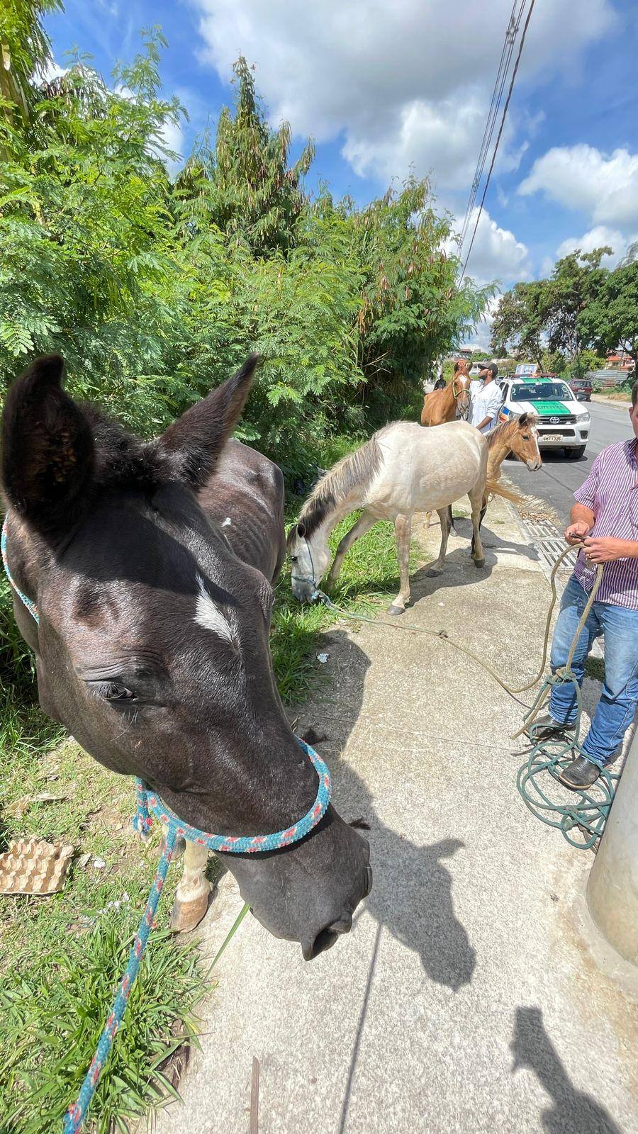Cinco animais estavam presos com cordas. Não havia água, nem comida para eles.