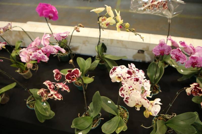Mostra é fruto de uma parceria da Prefeitura de Betim e o Orquidário Minas Brasil