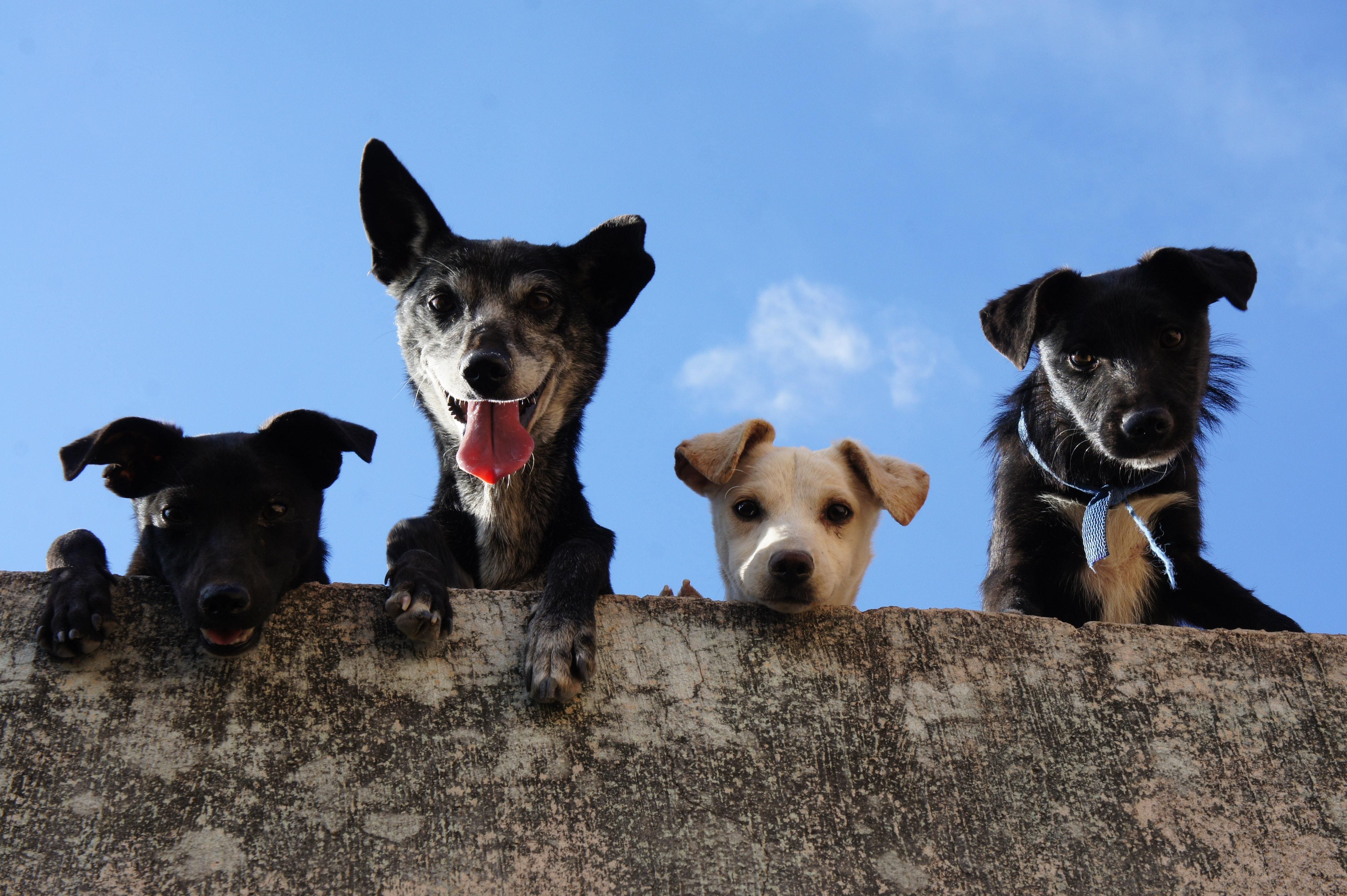 Cães e gatos em busca de um lar estarão disponíveis para ganharem uma família
