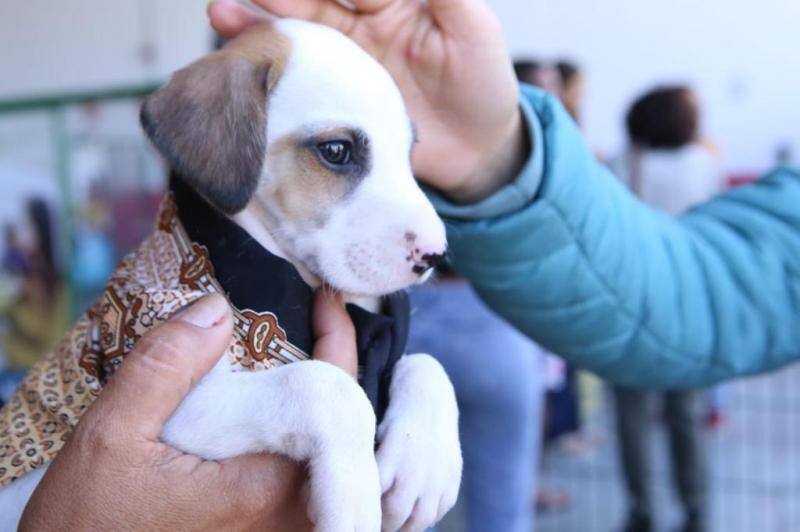 Novos serviços serão ofertados exclusivamente a moradores da cidade inscritos no programa Bolsa Família, quando houver indicação de um dos veterinários da Sepa