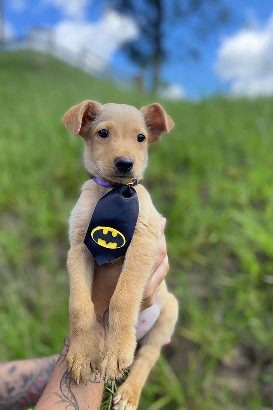 Toninho é um dos pets que poderá ser adotado no evento da Sepa