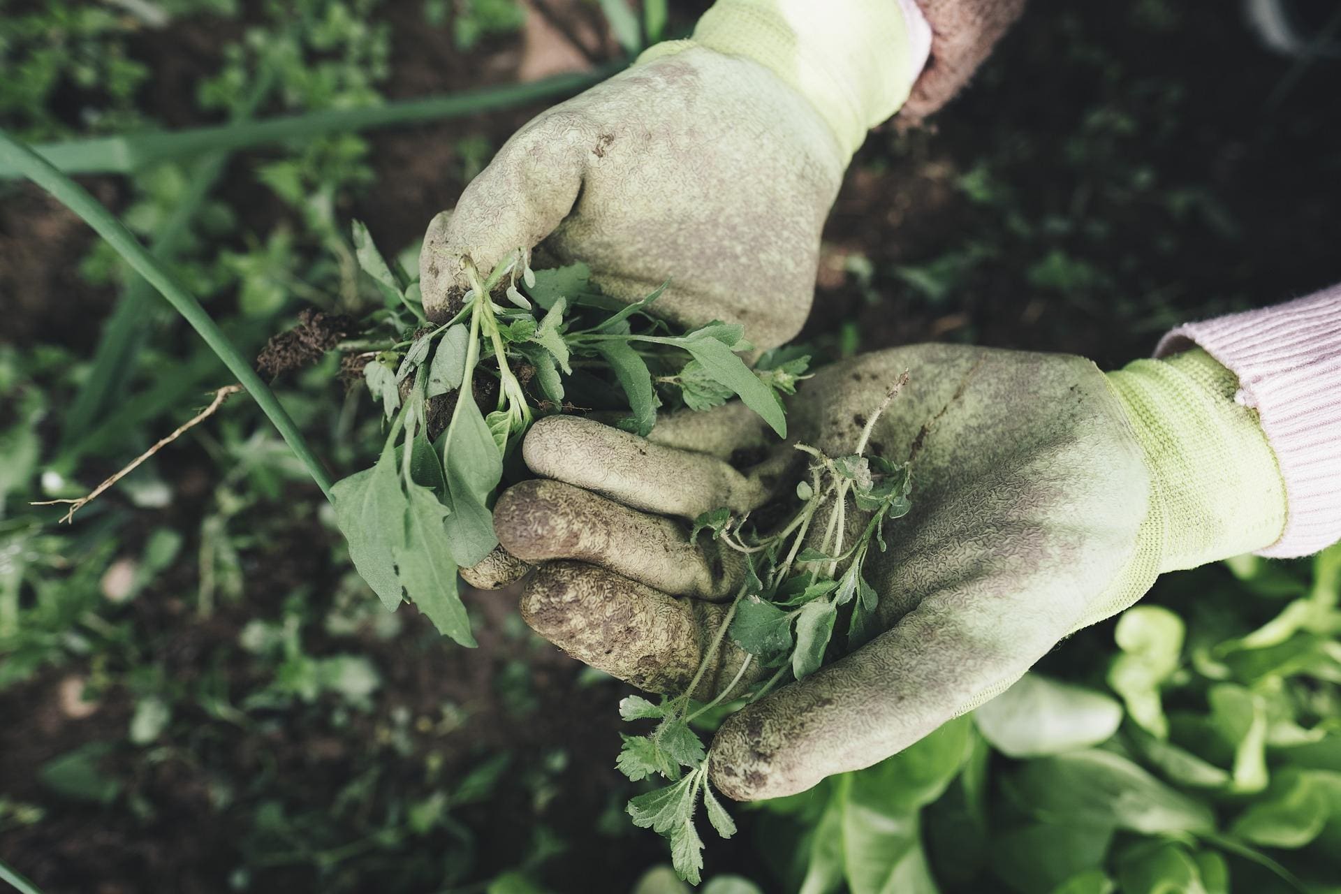 Uso de luvas é fundamental para se evitar o contato com o fungo na terra