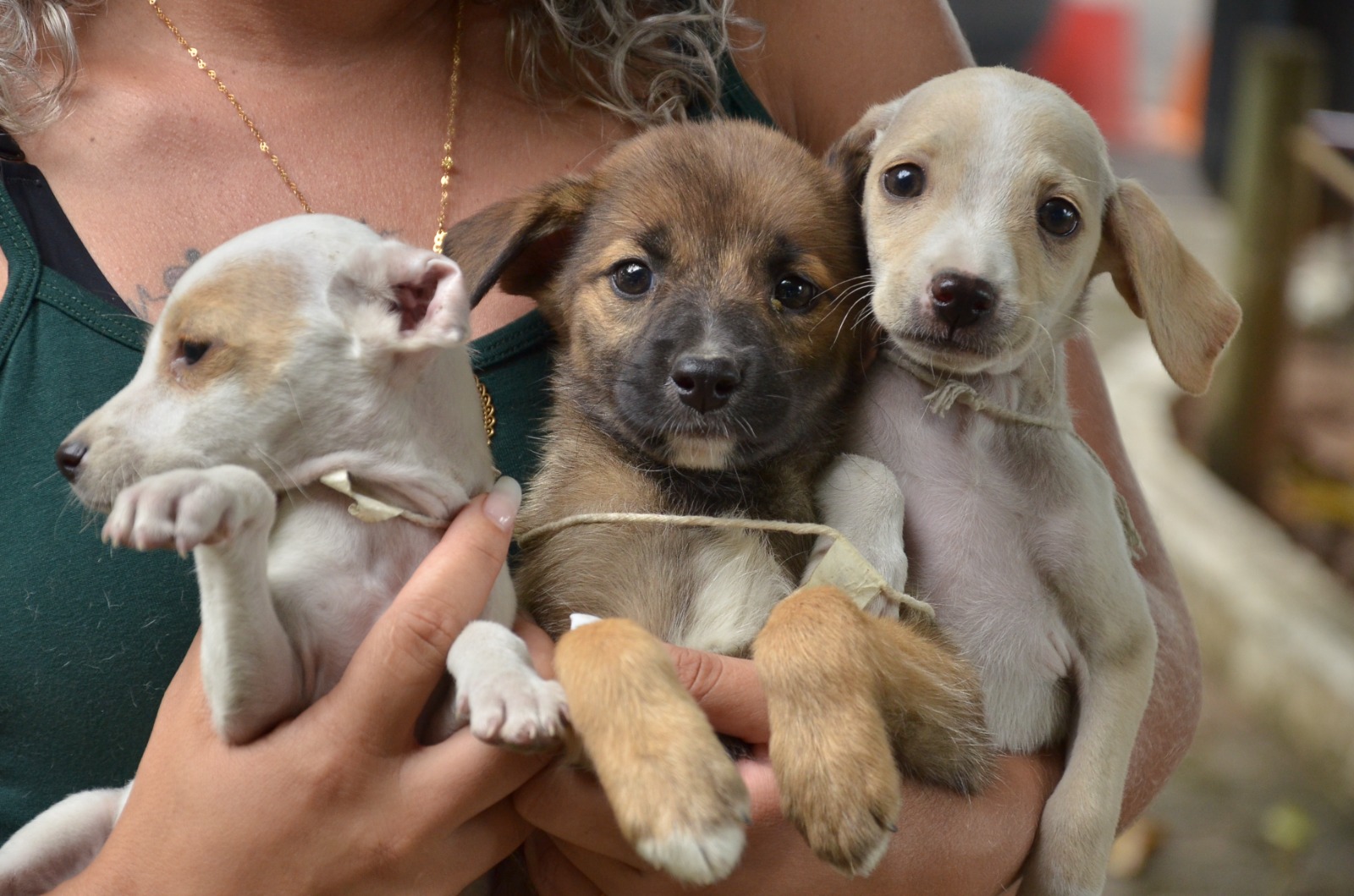 Veterinários e pessoas envolvidas com a causa podem se cadastrar