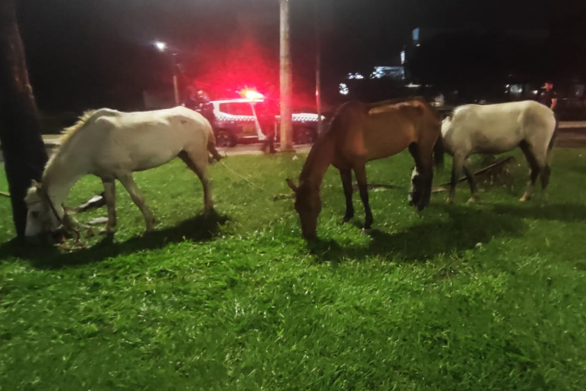 Animais haviam sido recolhidos por equipes da Sepa por estarem soltos nas ruas