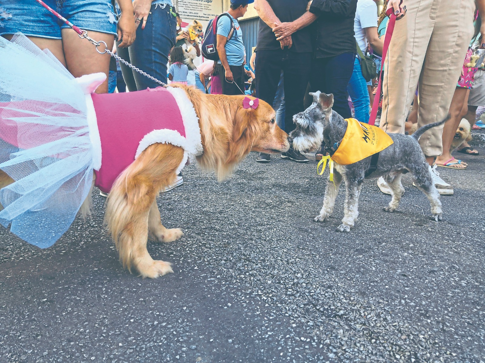 3º Encãotro Pet será realizado na rua Areclides Pinho Ângelo, 14