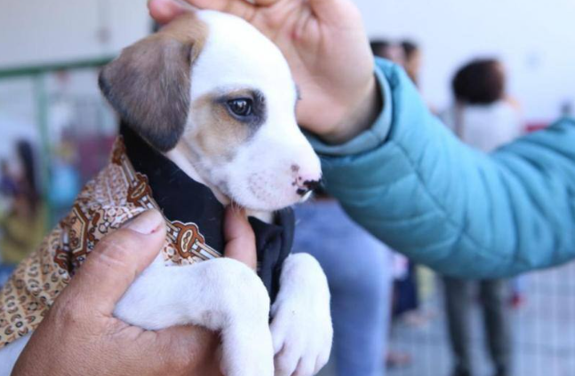 Cerca de 30 cães e gatos estarão disponíveis