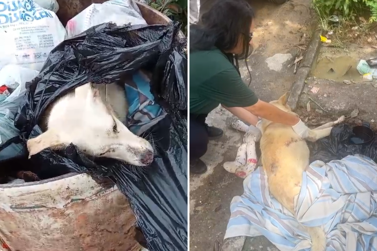 Animal estava dentro de um saco de lixo fechado