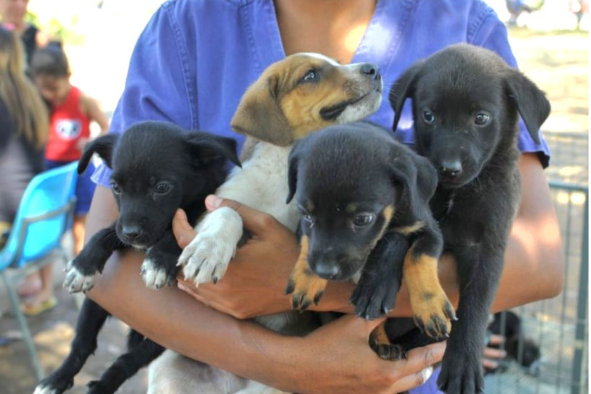 Animais buscam por uma família