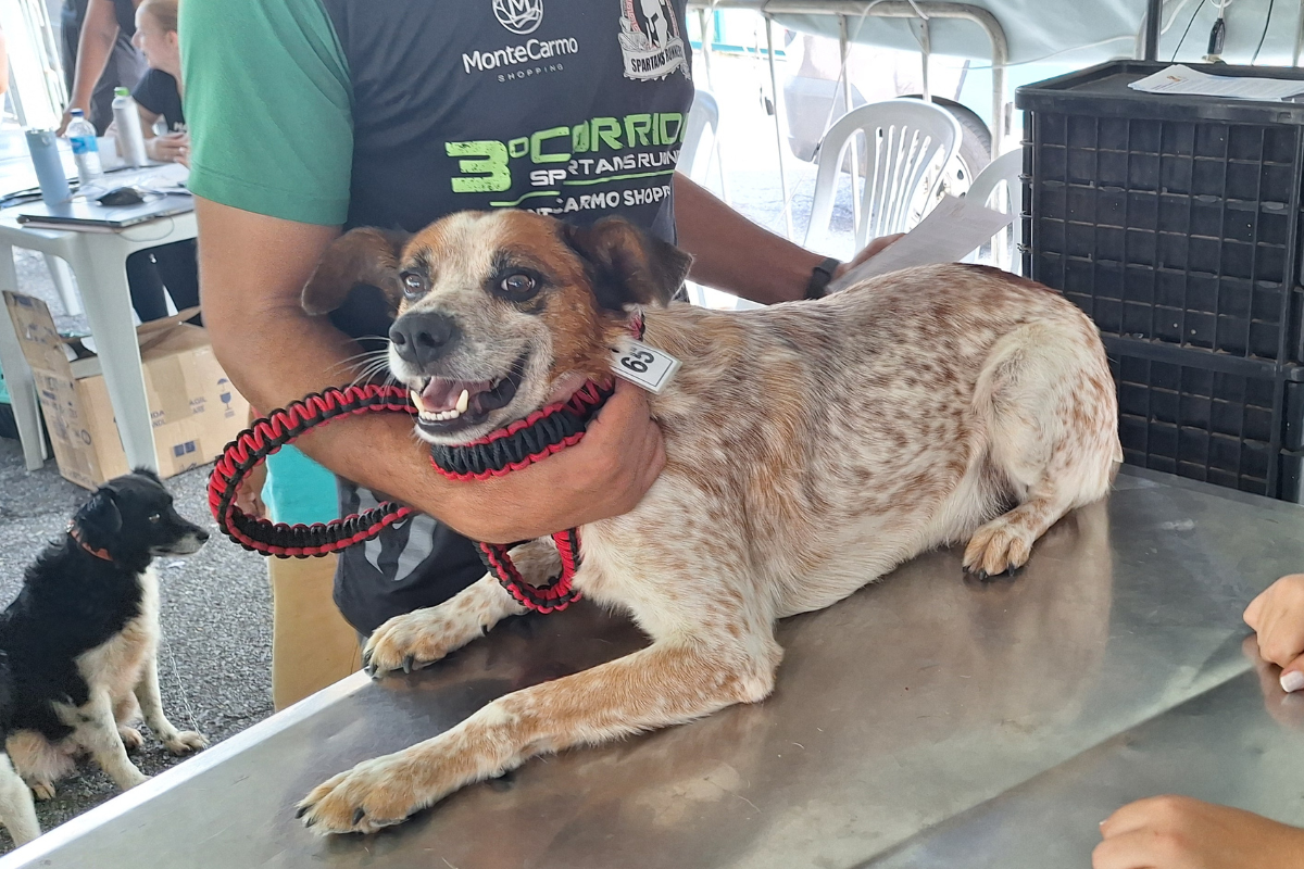 Procedimento previne inúmeras doenças em cães e gatos