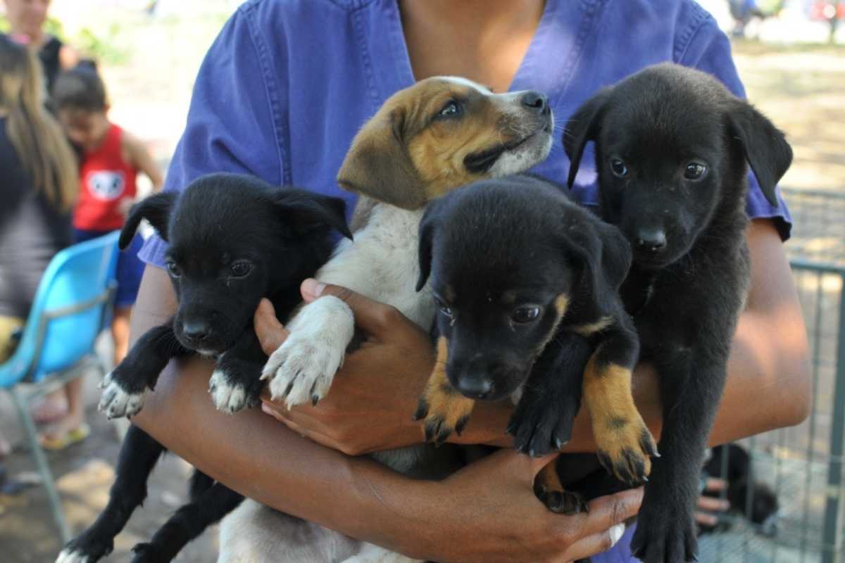 Cerca de 150 pets estarão disponíveis para adoção