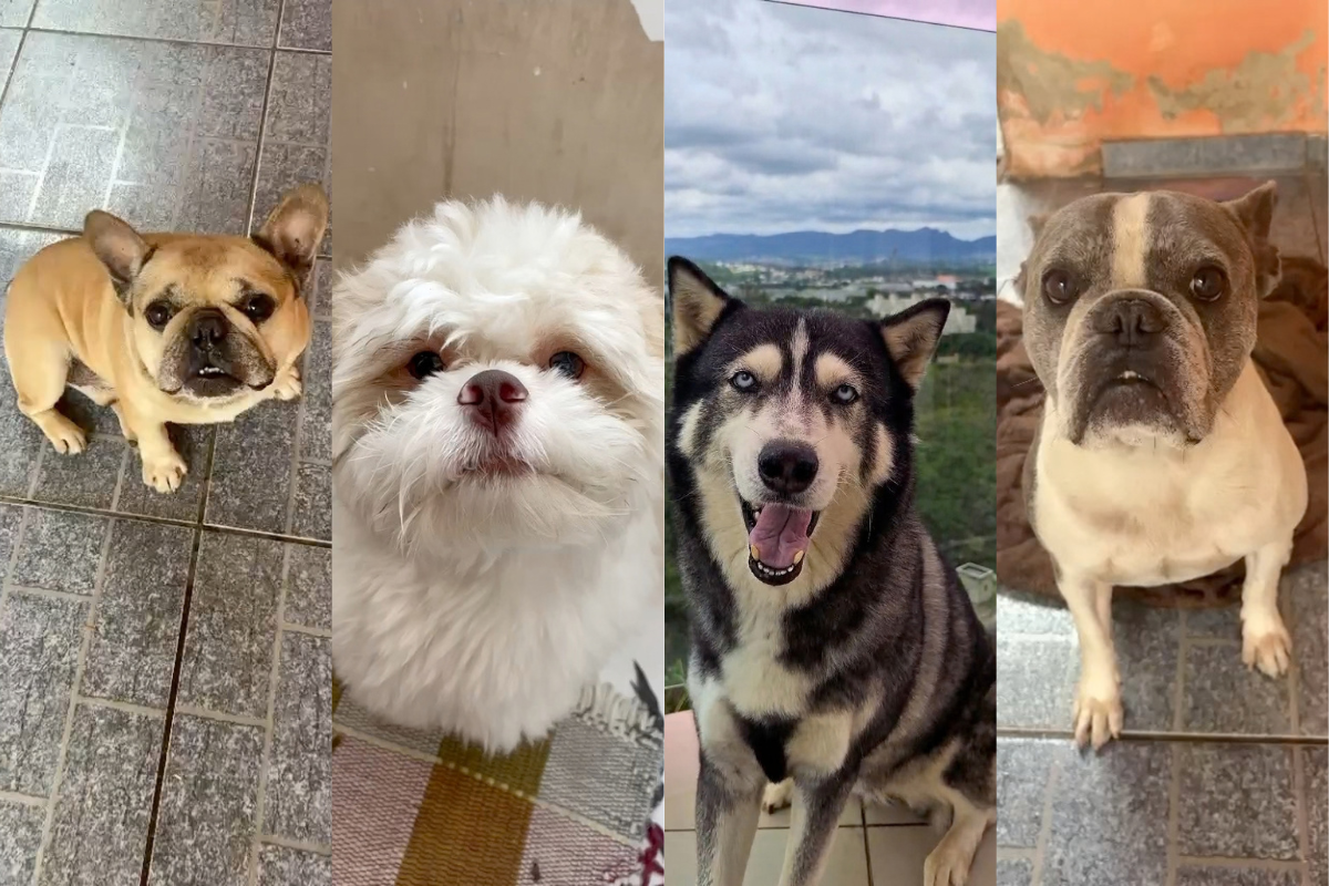 Os cãozinhos Cookie, Duque, Jade e Blue já se inscreveram no CãoCurso Pet Elegante da IV Cãomiada