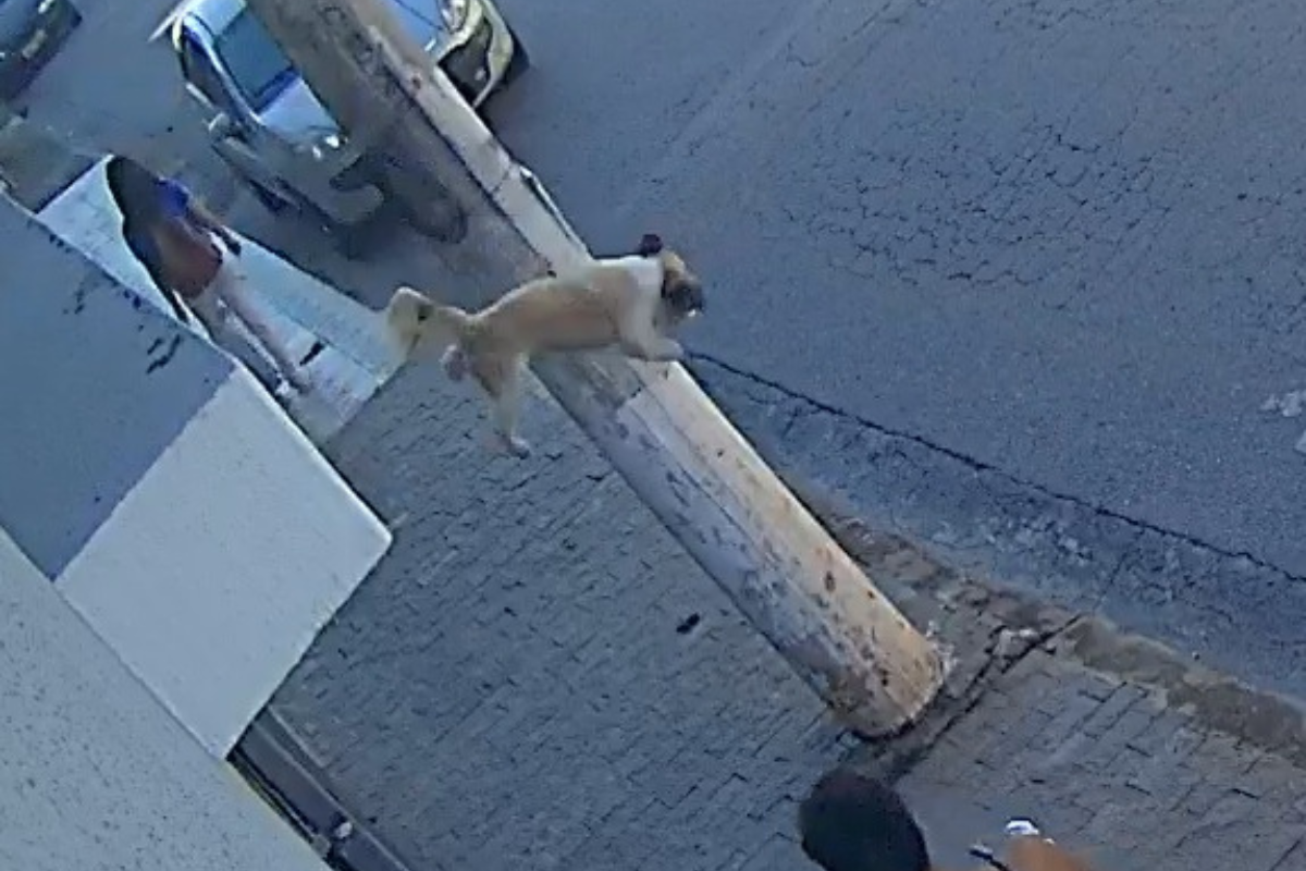 Cãozinho Boby deu um susto nos seus tutores