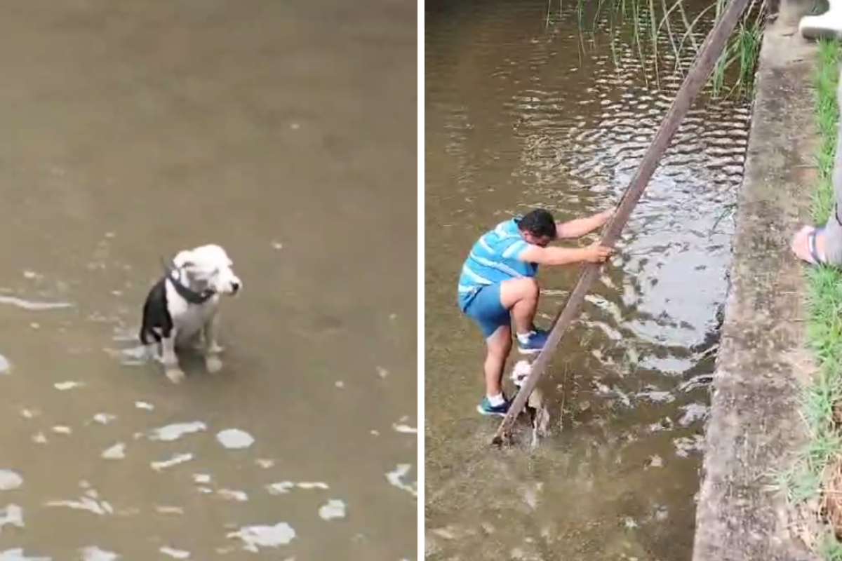 Momento foi celebrado por quem acompanhou o resgate do cãozinho