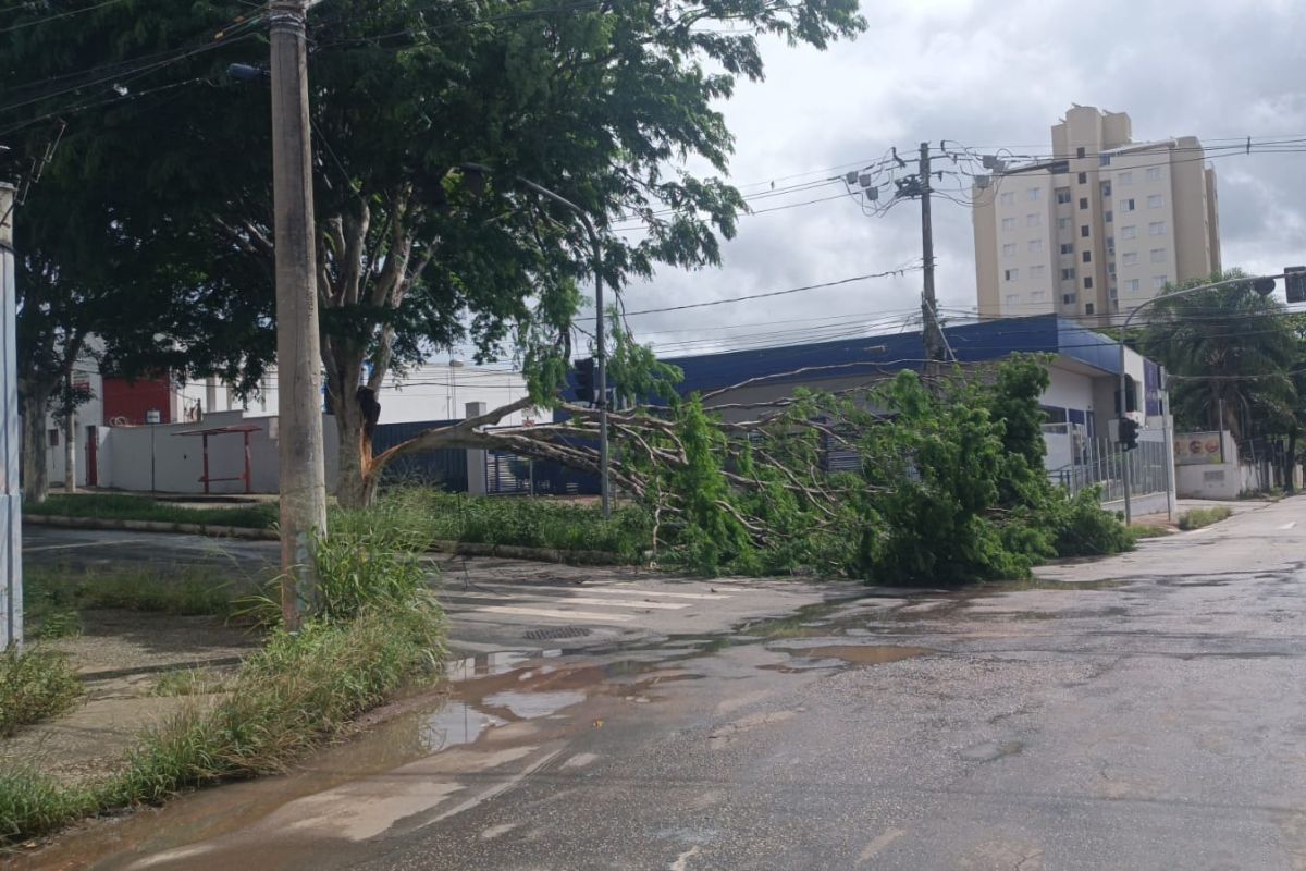 Árvore fica entre a avenida JK e a rua Cônego Domingos