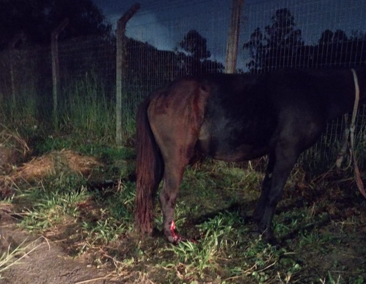 Égua teve uma fratura completa do membro posterior, apresentava fratura exposta, lacerações no osso e início de necrose na musculatura