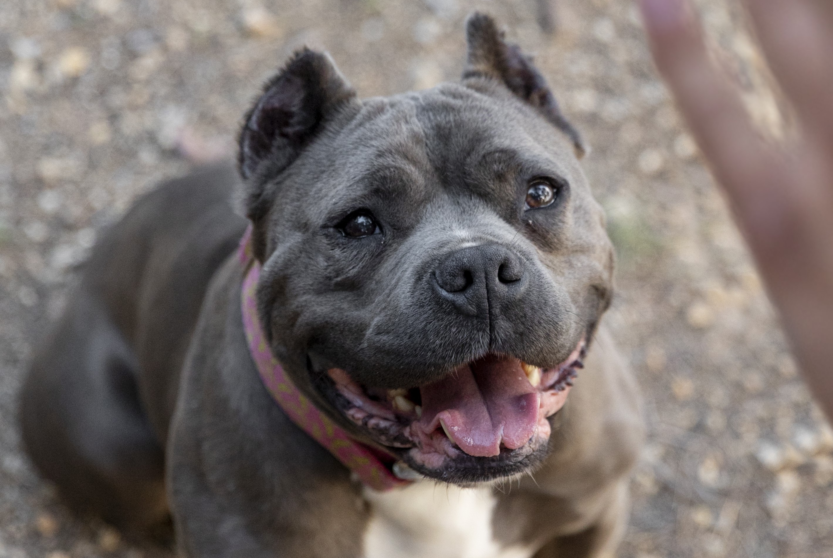 Evento foi marcado especialmente para a adoção de pitbulls