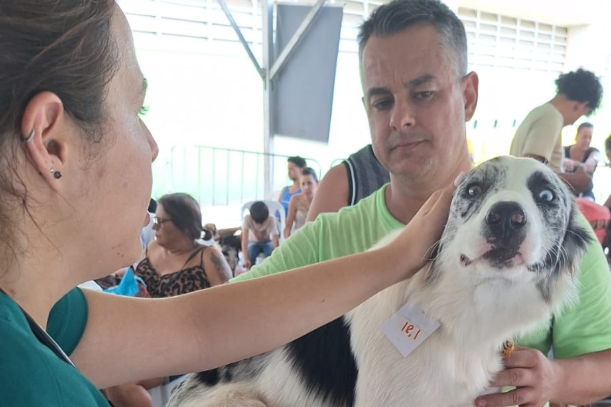 Animais receberam macacão cirúrgico, colar elizabetano e toda a medicação necessária no pós-operatório
