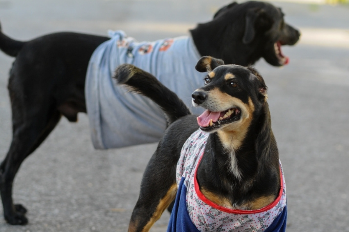 Interessados poderão conhecer os bichinhos de perto neste fim de semana
