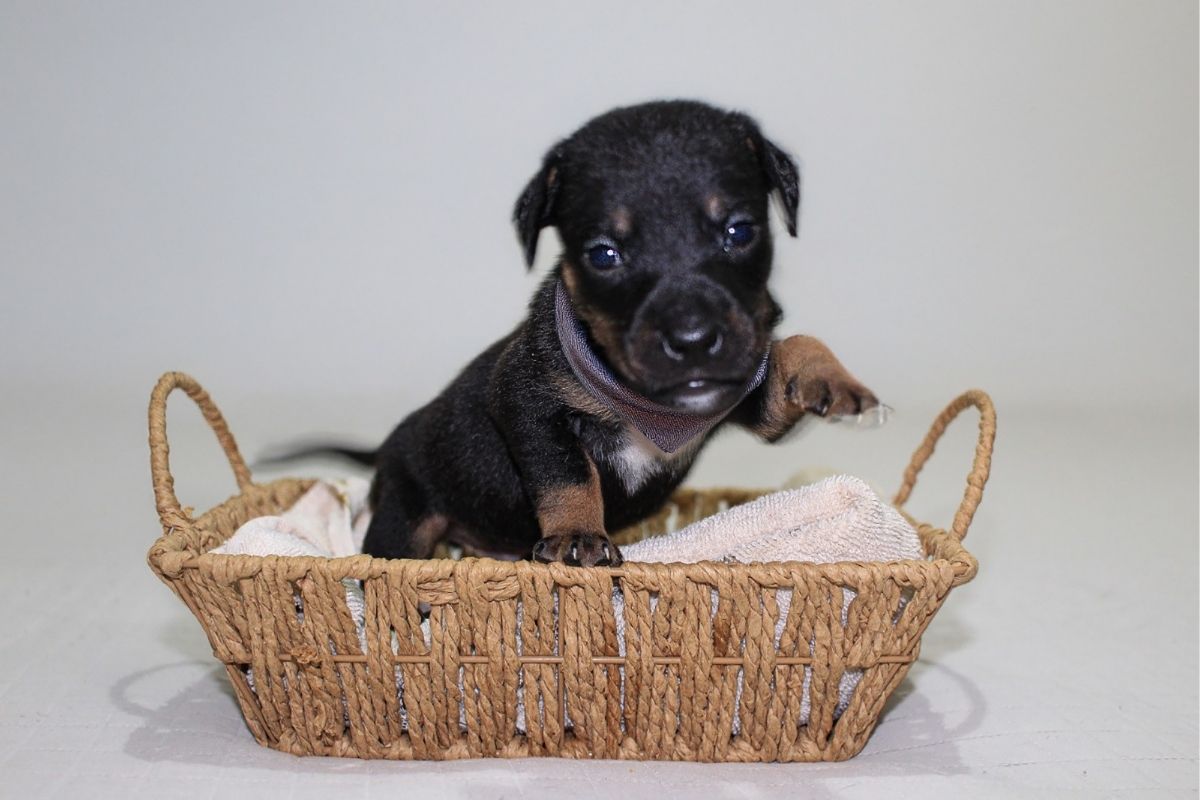 Ao todo, 14 animais estarão disponíveis para adoção, sendo oito cães e seis gatos