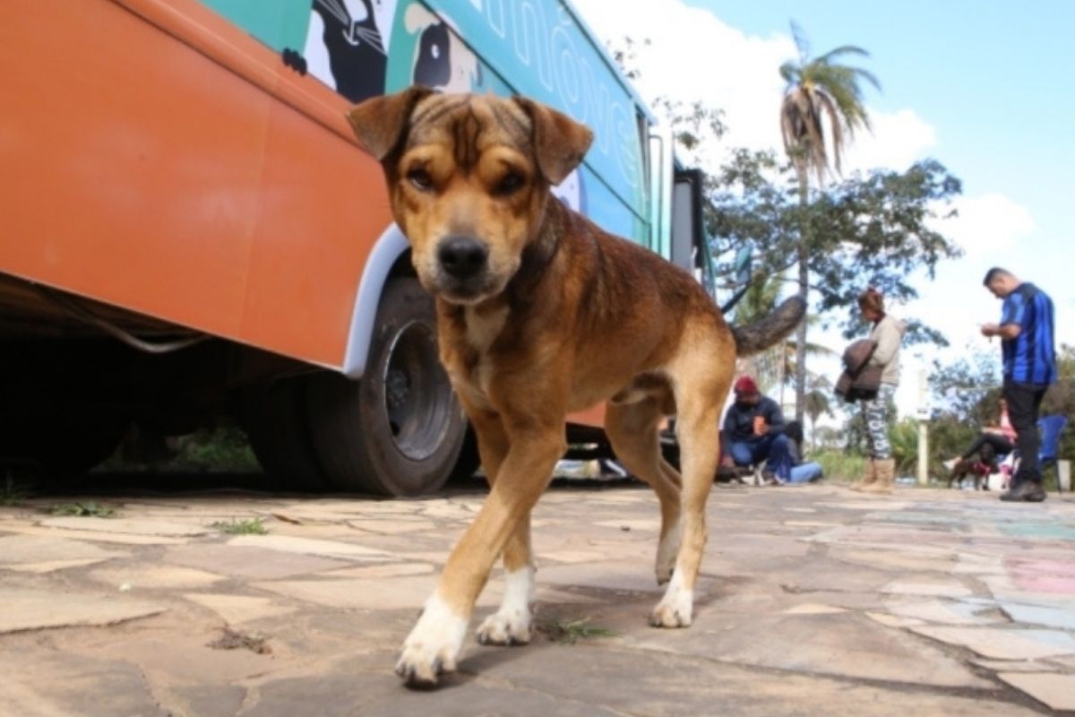 Todos os animais já foram vermifugados, vacinados e microchipados
