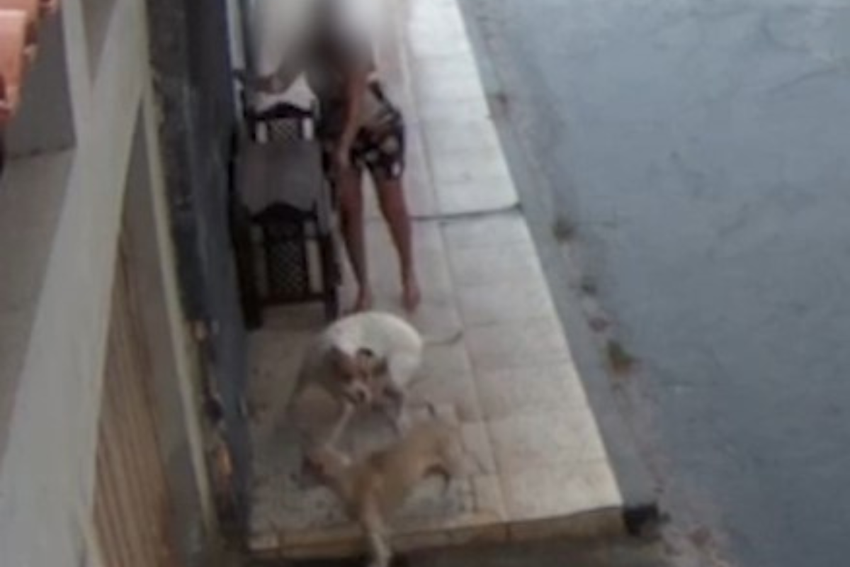 Câmeras de segurança flagraram caso de maus-tratos