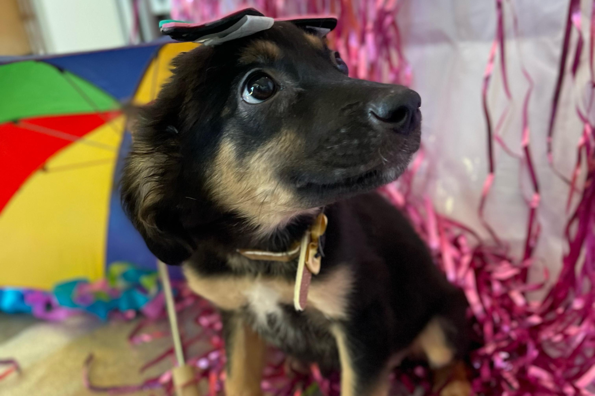 Cães adultos e filhotes estarão vestidos com adornos carnavalescos no evento de adoção