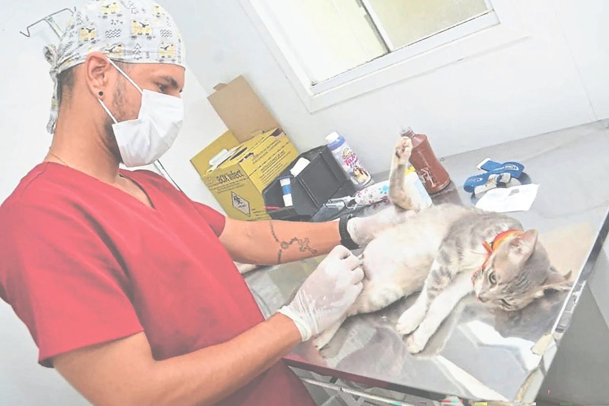 Castração visa controlar população animal no município