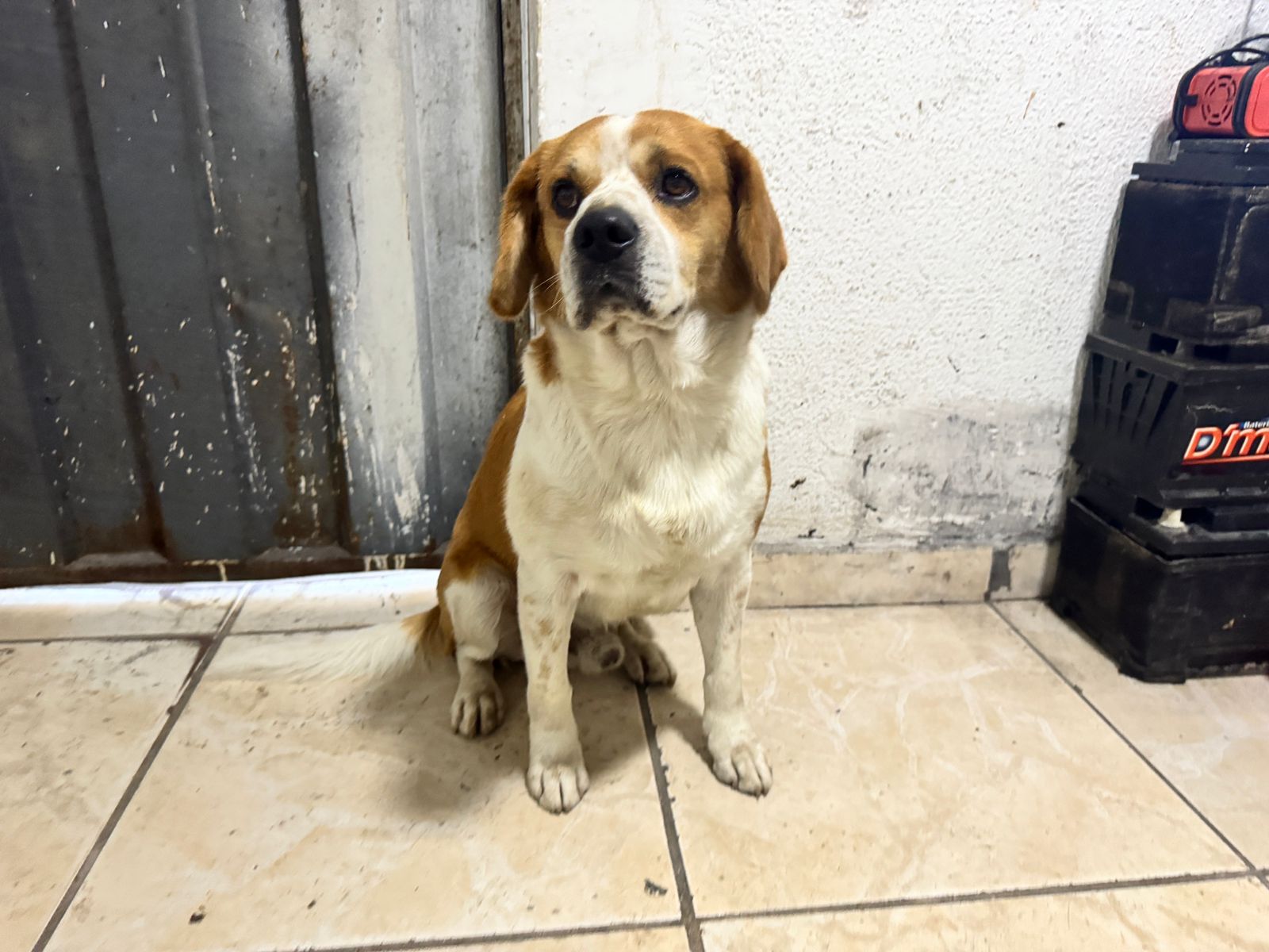 O beagle Banana virou atração no bairro Angola e ganhou até perfil nas redes sociais 