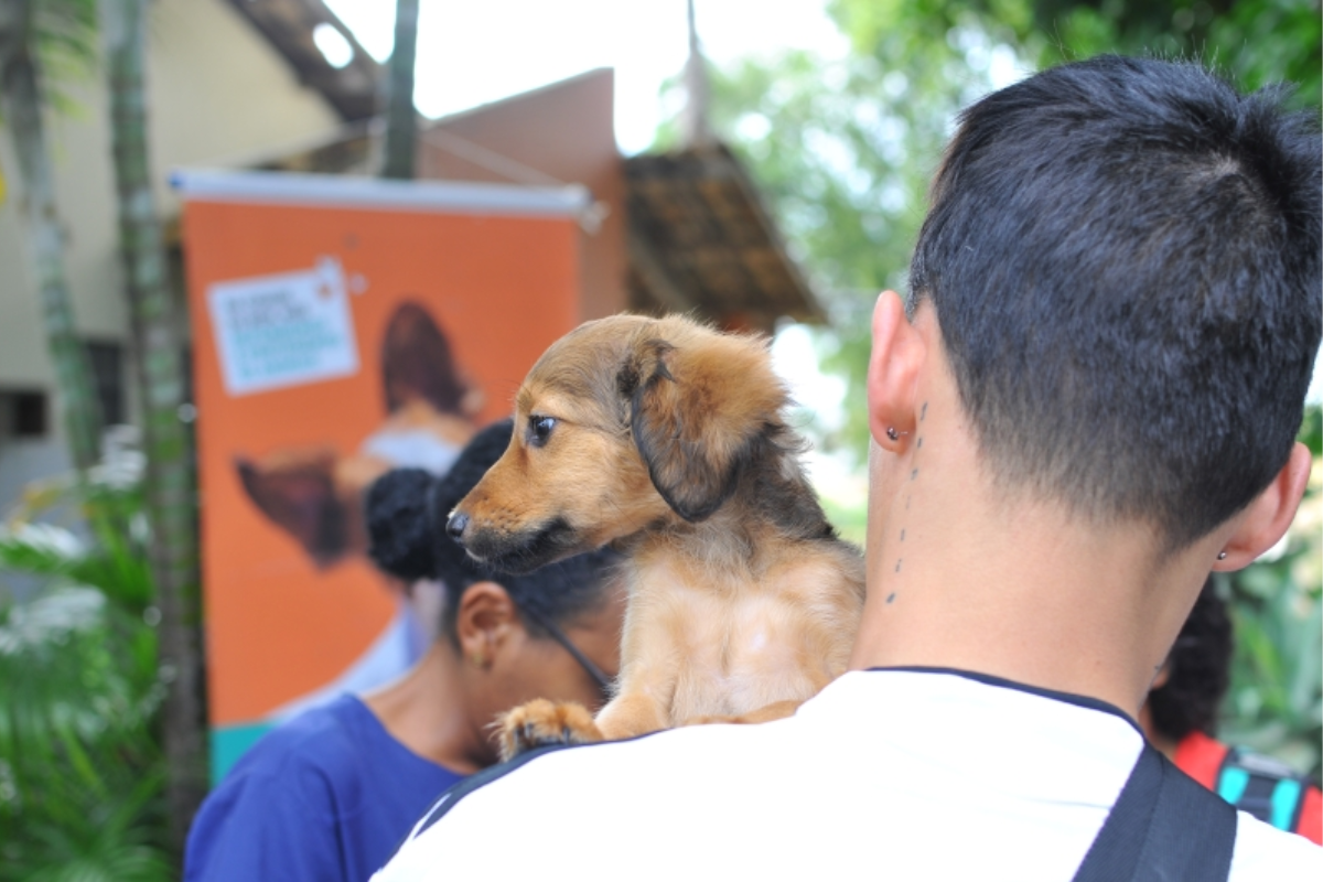 Estarão disponíveis no dia 15 cães e 12 gatos, sendo dois deles para adoção especial
