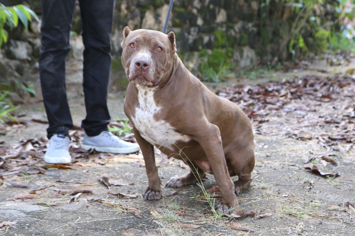 Dez pit-bulls estarão na Sepa aguardando por uma nova chance