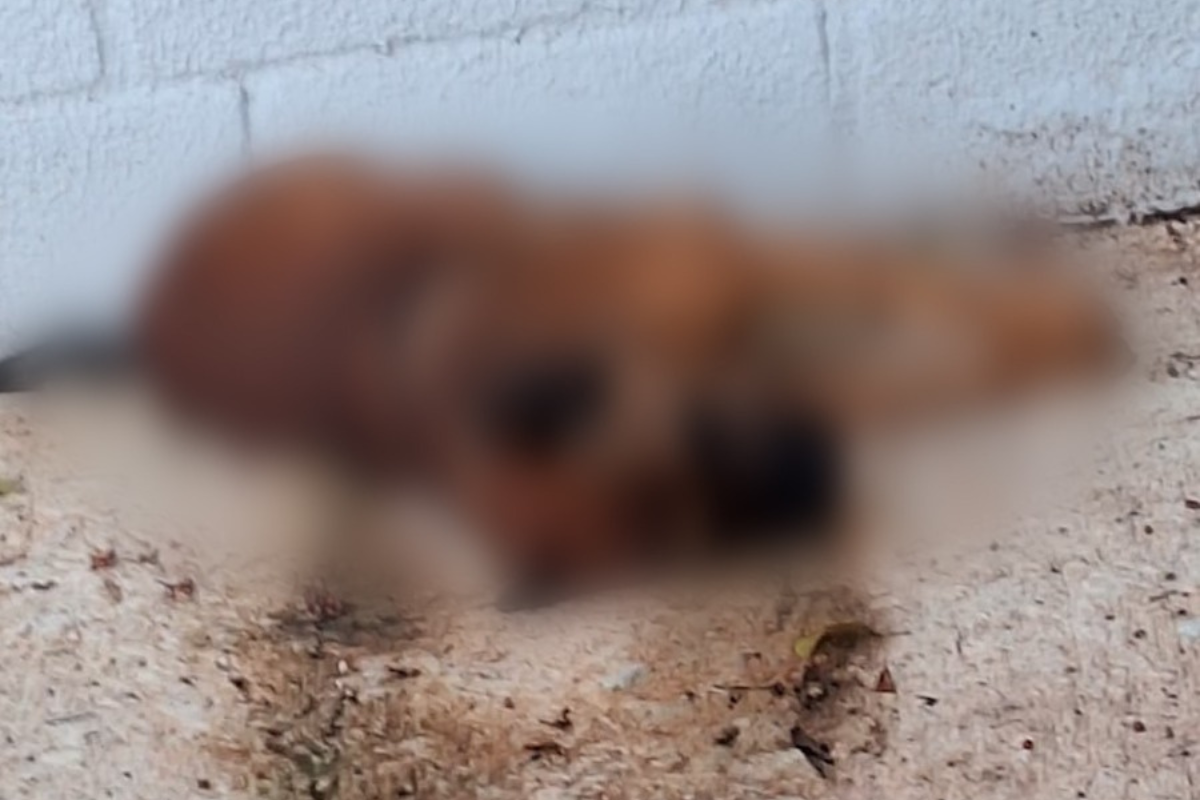 Cão foi encontrado morto na manhã desta sexta (28) por vizinhos  