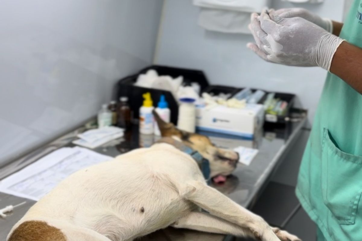 Castração previne doenças, aumenta o tempo de vida dos pets e reduz o número de animais abandonados